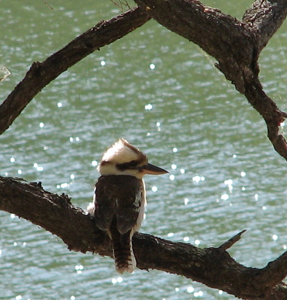 Laughing kookaburra perched in Queensland